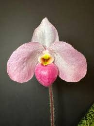 Image result for Rhipidoglossum ovale