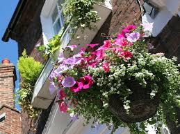 Even if you're limited on space and don't know much about to help you out, we've compiled a list of the best flowering plants for hanging baskets. A Beginners Guide To Hanging Baskets Lovethegarden