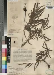 Image result for Gonatopus petiolulatus