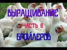 как сделать комбикорм для бройлеров в домашних условиях видео 1 Pticevodstvo V Domashnih Usloviyah Vyrashivanie Brojlerov V Domashnih Usloviyah Dlya Lyubitelej Chast 6 Youtube Meat Chicken