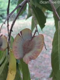 Image result for Combretum collinum