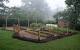 Chicken Proof Plants