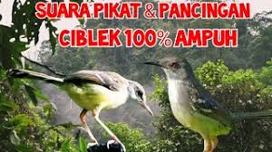We did not find results for: Suara Ciblek App Ù„Ù€ Android Download 9apps