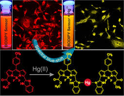Sensing Hg(II) in Vitro and in Vivo Using a Benzimidazole Substituted  BODIPY