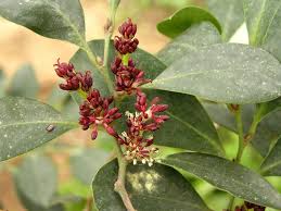 Image result for Hamamelidaceae