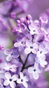 Lilac Bloom Purple Blurry Background Purple Flowers Wallpaper Purple Flowers Flower Wallpaper