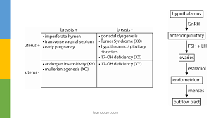 Müllerian agenesis (including absence of the uterus, cervix and/or vagina) is the cause in 15% of cases of primar. Primary Amenorrhea Ppt Video Online Download