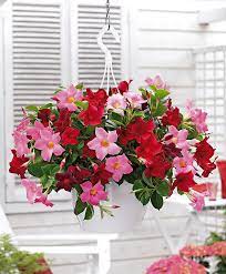 Jasmin Container Flowers Container Gardening Flowers Hanging Flower Baskets
