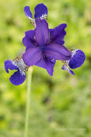 Floral Print Indigo Blue Iris Picture Minimalist Art Flower Etsy Purple Wall Art Garden Wall Decor Minimalist Art