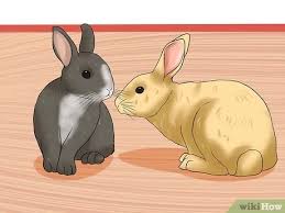 Just slip ends through loop and pull to fit head. How To Introduce Rabbits 10 Steps With Pictures Wikihow Pet