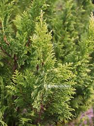 Image result for Chamaecrista plumosa