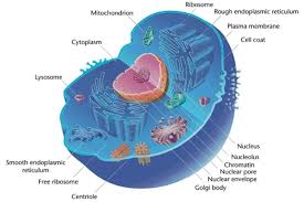 Animal Cells And The Membrane Bound Nucleus