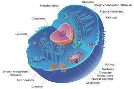 3d model of an animal cell. Animal Cells And The Membrane Bound Nucleus