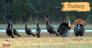 15% of turkeys produced are heavier than _____ kg? Turkey