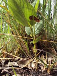 Image result for Eriosema chrysadenium