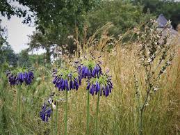 Image result for Agapanthus inapertus