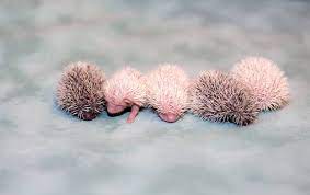 When the hedgehog babies are first born, they are born blind and without their spikes. Hedgehog Zooborns