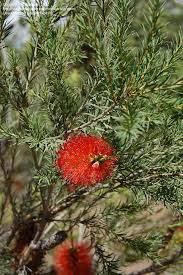 Image result for Melaleuca lateritia