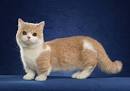 Minuet Cat Breed Information - GoKitty