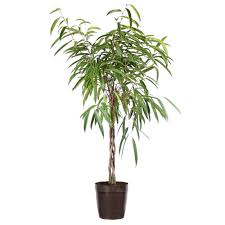 Image result for Ficus variifolia
