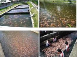 5 Cara Budidaya Ikan Nila Untuk Pemula Panduan Lengkap Ilmubudidaya Com