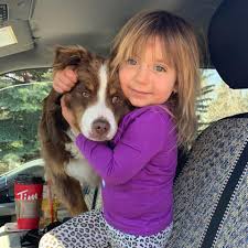 Maybe you would like to learn more about one of these? Caliber Toy Aussies Home Facebook