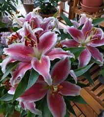 阳台盆栽百合花的技巧有2个，一个枝子十几朵花，惊艳又好养_种球