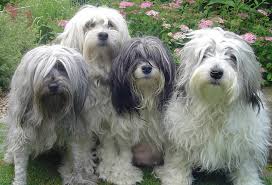 Coupled with a strong desire to please their owners, they are eminently trainable. Lowchen Dog Breed Information And Images K9 Research Lab