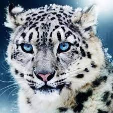 snow leopard 5d diy paint by diamond kit snow leopard art leopard art snow leopard