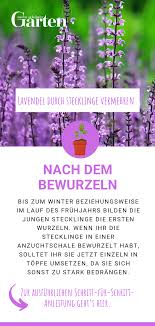 Lavendel Durch Stecklinge Vermehren Nach Dem Bewurzeln Stecklinge Stecklinge Vermehren Lavendel