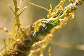 Image result for Cuscuta