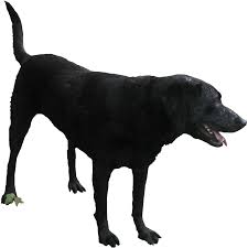 Black Labrador Free Cutout Black Labrador Animals Images Black Labrador Retriever