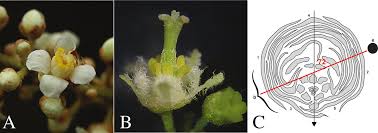 Image result for Haplocoelum inoploeum