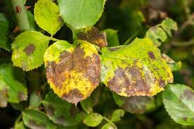 Rose leaves are more likely to turn yellow if the soil is sandy and nutrient poor as this is contrary to their preferred soil profile. How Do You Get Rid Of Black Spot On Roses Simplify Gardening