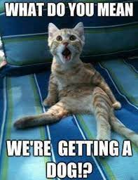 Dogs are very special to its owners. Top 30 Funny Animal Memes And Quotes Lustige Bilder Katze Lustig Lustige Katzenbilder