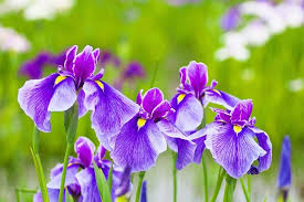 But let's briefly reiterate what is what. Iris Ensata Japanese Iris