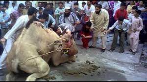 So if a muslim wants to eat halal kangaroo meat, they may have to slaughter the kangaroo themselves. Proper Way To Slaughter A Camel Youtube