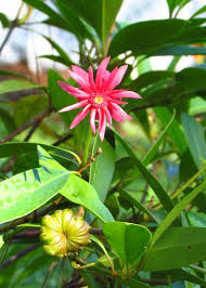 I have an illicium floridanum 'alba' that gets lots of light green spots/blotches covering most of the plant. Illicium Floridanum Halley S Comet Piedmont Gardener