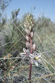 Image result for Ledebouria Unidentified sp. no3.