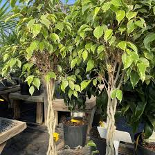 Image result for Ficus variifolia