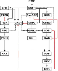 Flow Chart Of Signal Propagation Through The Egfr Signaling