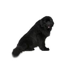 You can try our online directory, which has a list of newfoundland breeders in texas; Newfoundland Puppies Petland Dallas Tx