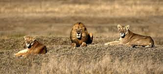 Our safari jeep excursion in gran canaria is the best way to get off the beaten path. Booking A Safari For Your Africa Cruise What To Know Before You Go Ncl Travel Blog