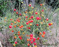 Image result for Osyris