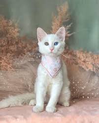 There are 1840 white cat sale for sale on etsy, and they cost $13.88 on average. Khao Manee For Sale Khao Manee Foe Sale