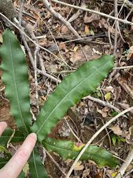 Image result for Macadamia aff. integrifolia