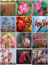 Native flowers in washington state. 50 Natives Washington State Ribes Sanguineum Red Flowering Currant Pith Vigor By Rochelle Greayer