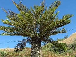 Image result for Cyathea dregei
