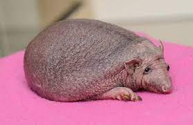 This Is A Completely Bald Hedgehog Hairless Animals Hairless Animals