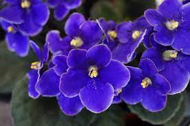 Some varieties are shy bloomers. When Do African Violets Bloom Garden Eco